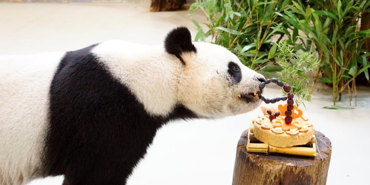 Ta panda udawała, że jest w ciąży, żeby mieć lepsze warunki