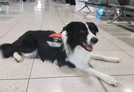 Pies na etacie na krakowskim lotnisku - ma pomóc pasażerom zmniejszyć strach przed lataniem