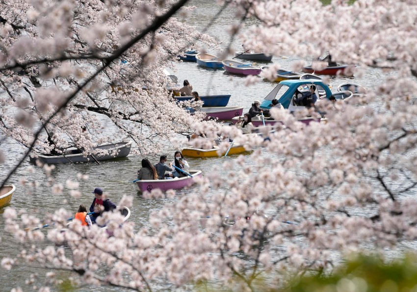 Cvat trešanja u Tokiju