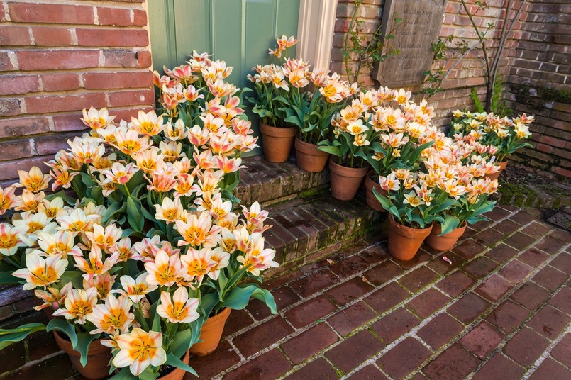 tulipany w donicy