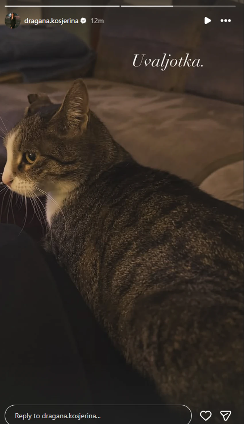 Dragana pokazala mačku