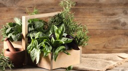 Pachnący QUIZ o ziołach. Majeranek, szałwia, rumianek.. 100 proc. dla zaawansowanych