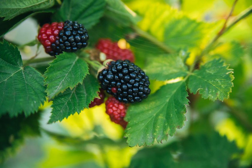 Jeżyna to owoc należący do rodzaju Rubus z rodziny różowatych (Rosaceae)