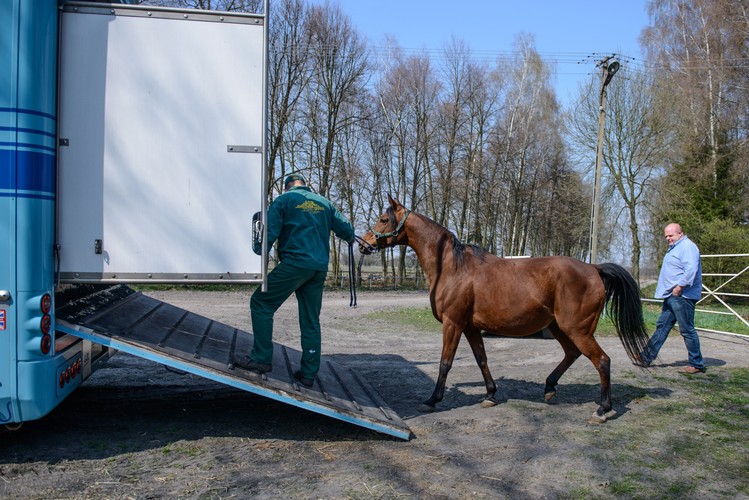Shirley Watts wywozi swoje konie