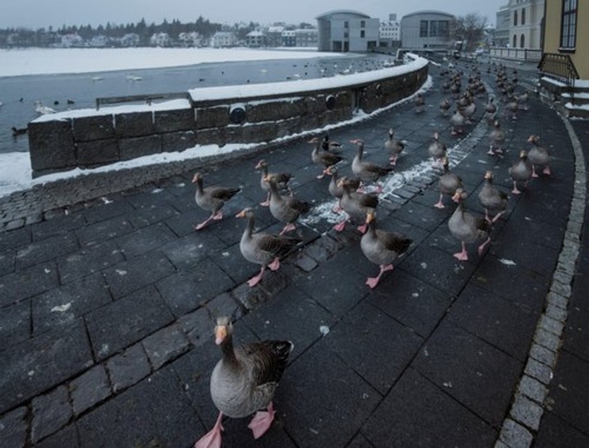 Guske hodaju pored jezerceta u Rejkjaviku