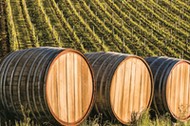 three wood barrels in vineyard