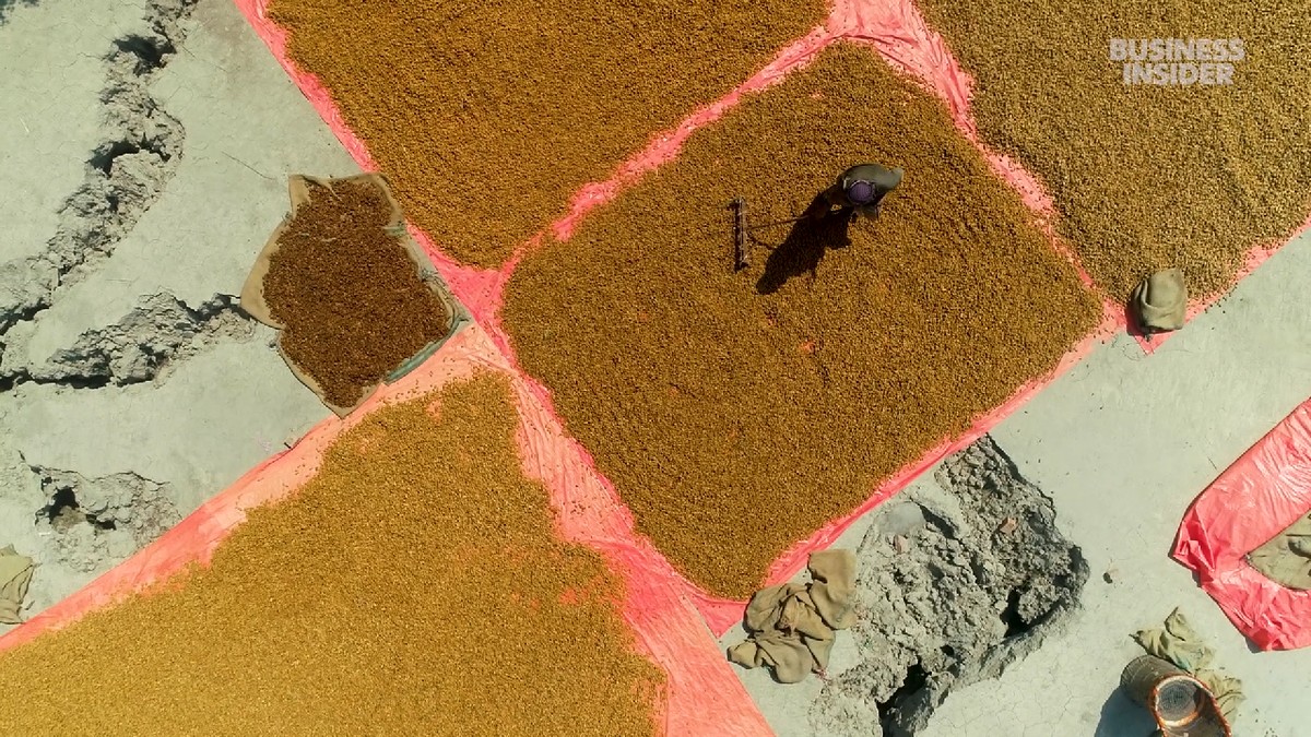 Zarabiają niecałe cztery złote dziennie. Dramat rolników w Pakistanie