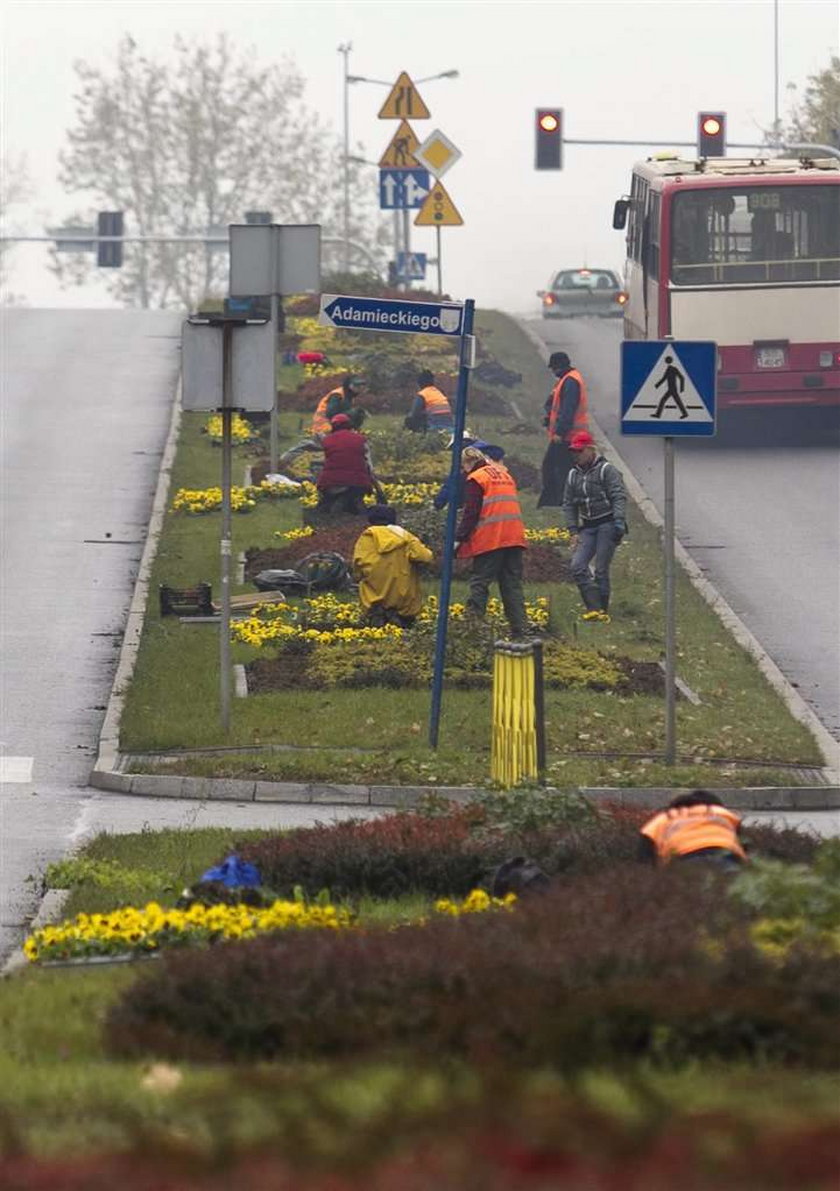 W Dąbrowie Górniczej sadzą bratki na zimę