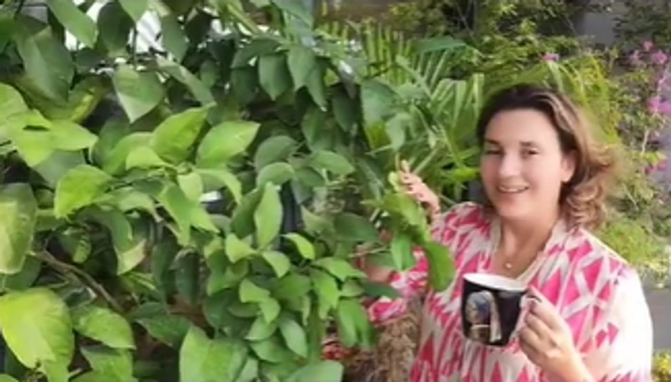 Terasa Milice i Žarka