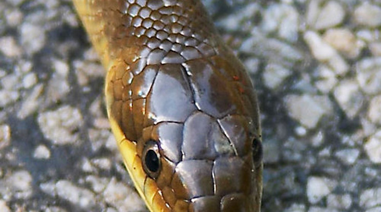 Mérges kígyó harapott a péniszébe!
