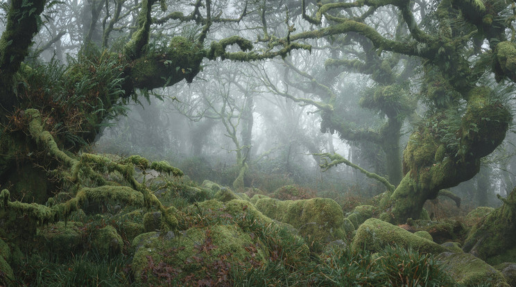 Dartmoor, Devon, Anglia. - 4 év alatt készült képek a legfélelmetesebb erdőről. / Fotó : Northfoto