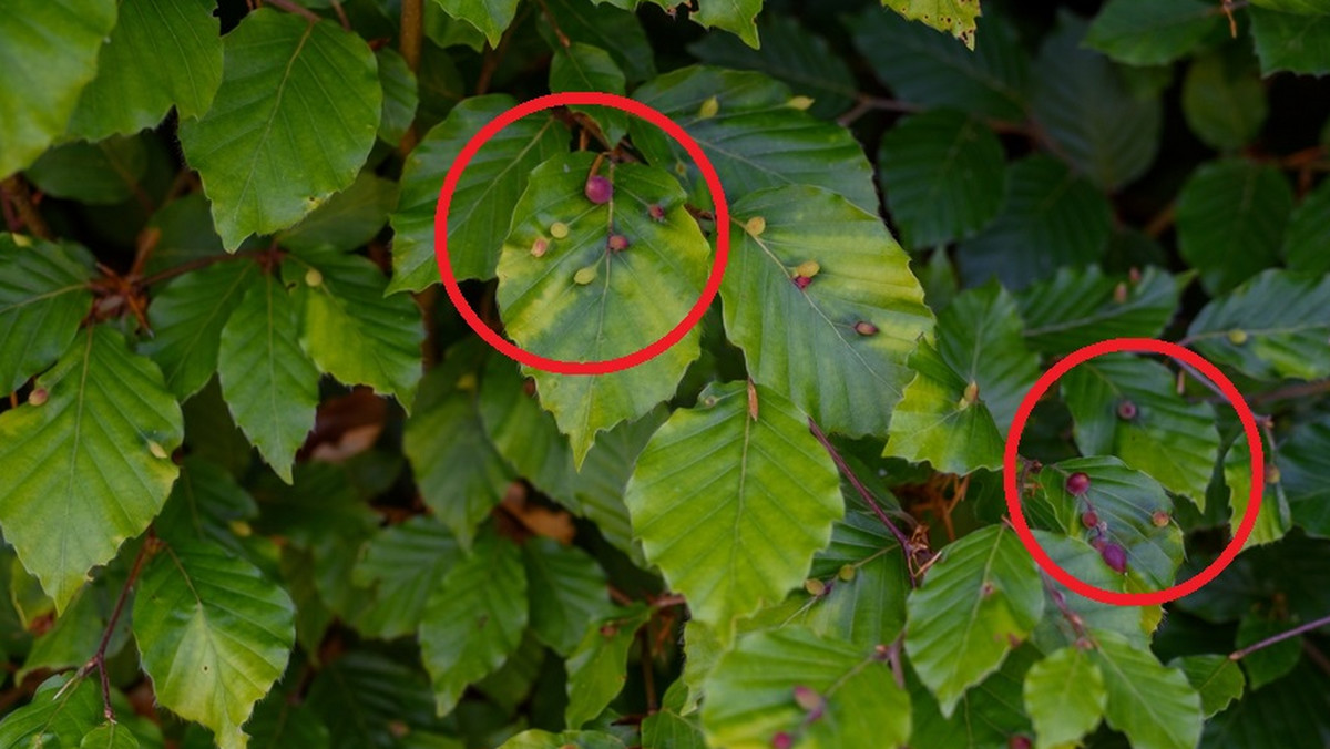 Czym są ta małe kuleczki na liściach? 