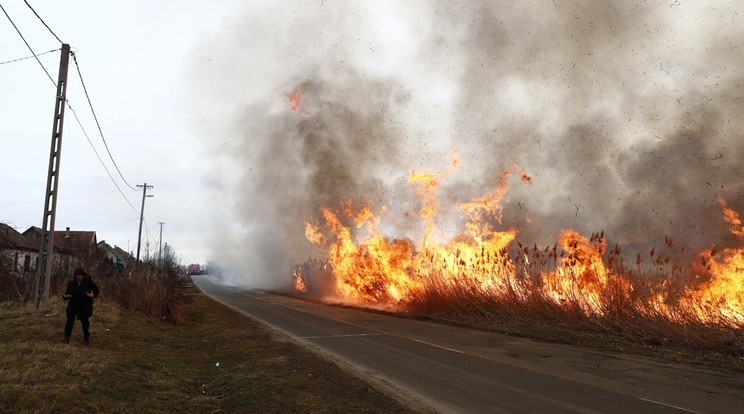 Rendkívül gyúlékony biomassza borítja a hazai parlagon maradt földek nagy részét / Fotó: Fuszek Gábor