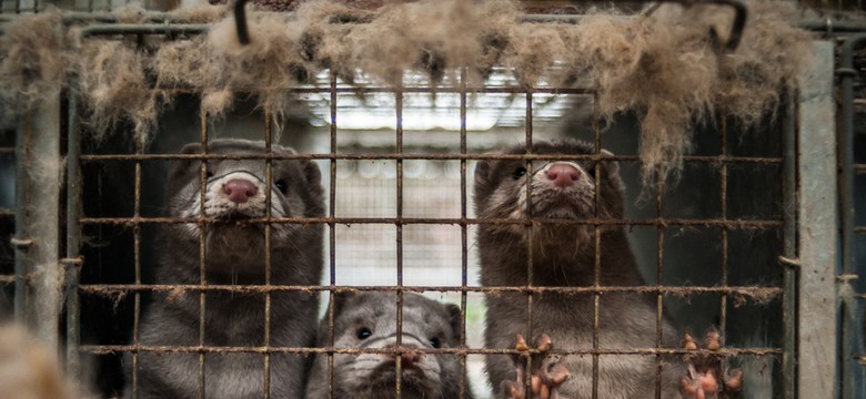 Hodowca skazany za znęcanie się nad zwierzętami. "To jeden z surowszych wyroków"