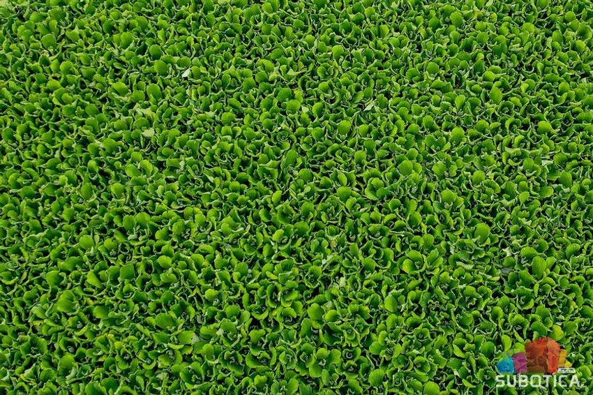 Vodena salata na Palićkom jezeru