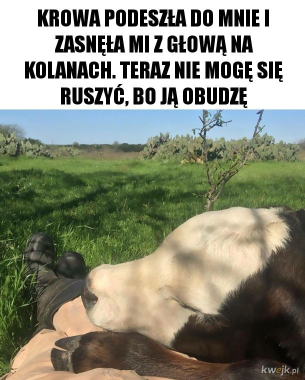 Najśmieszniejsze memy ze zwierzętami w roli głównej