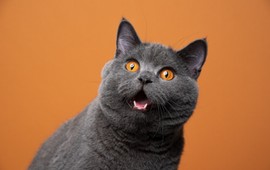 quiz-o-kotach-tylko-1010-zdobeda-prawdziwi-znawcy-sprawdz-czy-dasz-rade