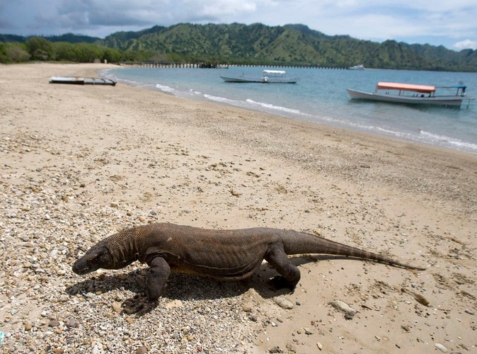 Park narodowy Komodo w Indonezji