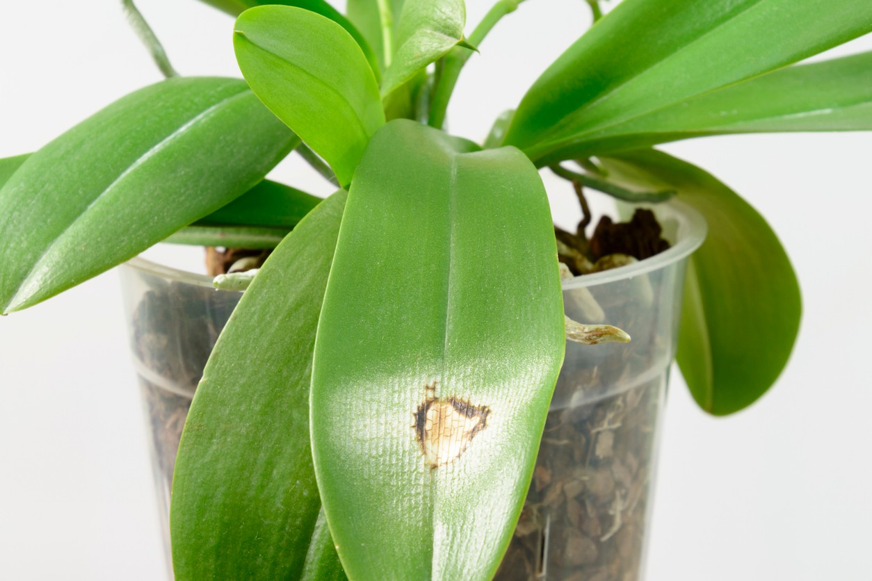 Na listoch orchidey sa po silnom slnku môžu objaviť typické biele alebo žlté škvrny.