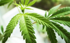 Wiceminister zdrowia: określenie 'medyczna marihuana' jest błędne