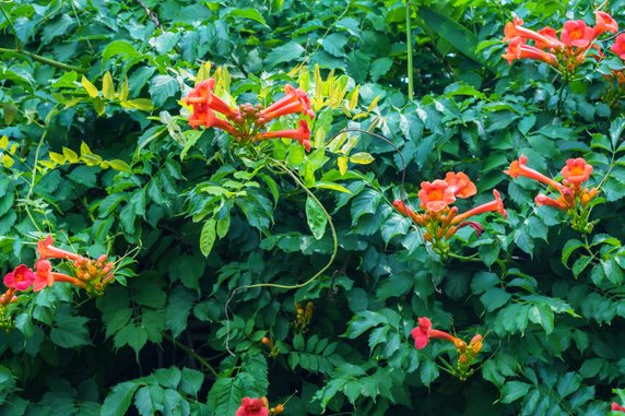 Milin amerykański Campsis radicans – to roślina pnąca, która może osiągnąć 10 m długości. Wymaga nasadzenia na zacisznych i słonecznych stanowiskach. Posiada czepne, słabo wijące się pędy i czepne korzonki, umożliwiające wspinanie się po ścianach. Efektowne odmiany wyróżniają się 9-centymetrowymi trąbkowatymi kwiatami, wybarwionymi na pomarańczowo, czerwono i żółto. Milin kwitnie od początków lipca do września. Uprawa udaje się na żyznej ziemi ogrodowej. Silnie rosnące pnącze wymaga zastosowania mocnych podpór. Długie pędy wiosną i jesienią możemy przycinać. W sprzedaży dostępne są nasiona wielu atrakcyjnych odmian.