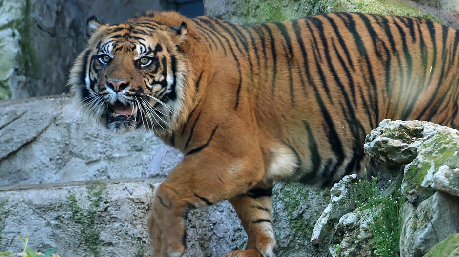 Tygrys sumatrzański, najbliższy krewny poszukiwanego gatunku (zdjęcie ilustracyjne)