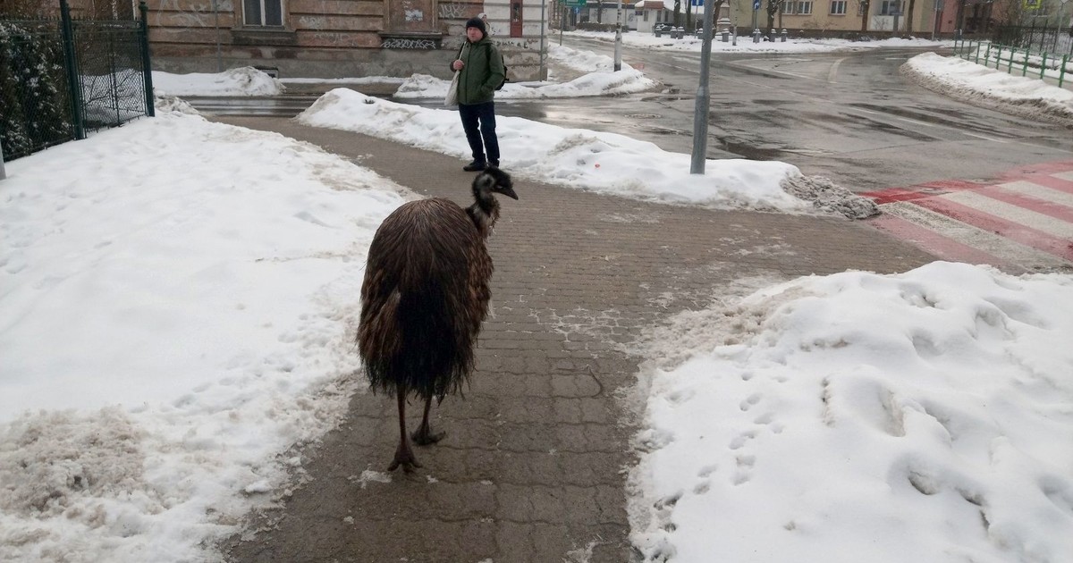 Emu w centrum Przemyśla – nietypowy gość wzbudza sensację