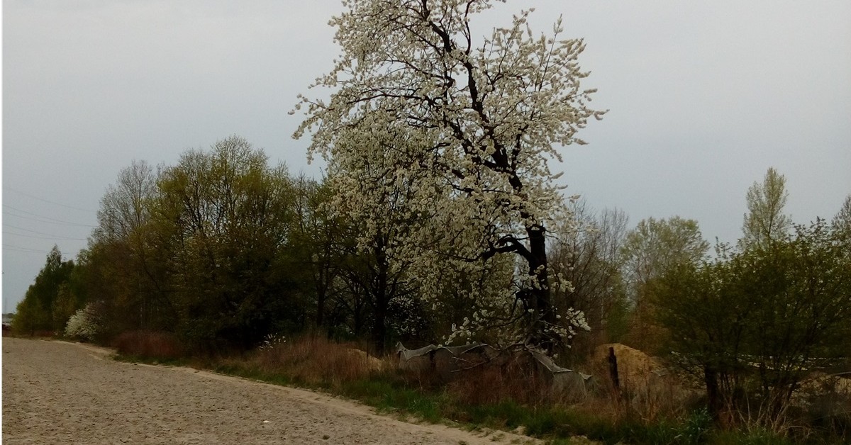 Skarbu Państwa nie można sądownie zmusić do sprzedaży gruntów rolnych dzierżawcy