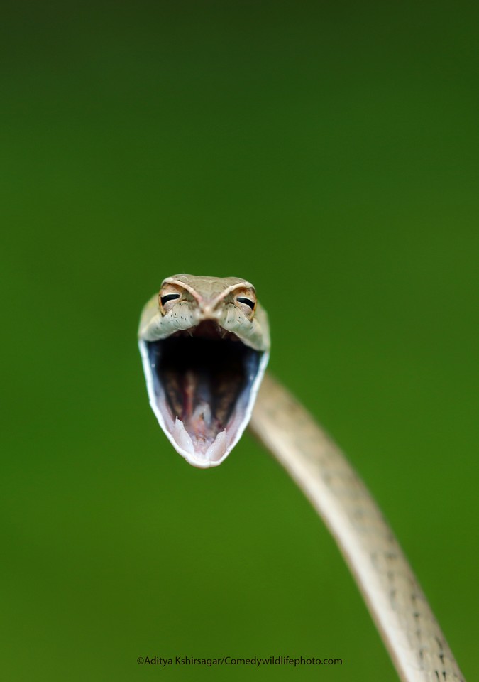 Comedy Wildlife Photography Awards 2021. Najzabawniejsze zdjÄ™cia