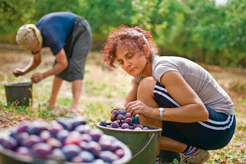 Jako mali broj poljoprivrednika je osigurao svoje voćnjake