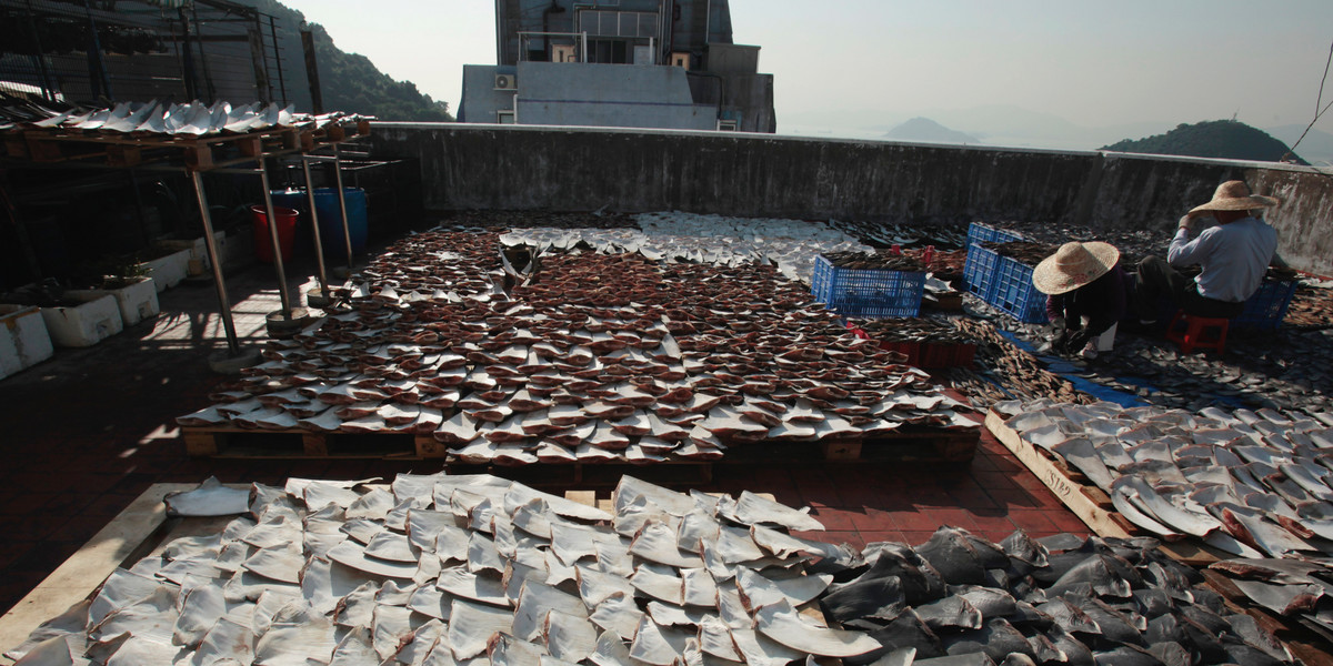 Workers laying out shark fins to dry on the roof of a factory in Hong Kong.