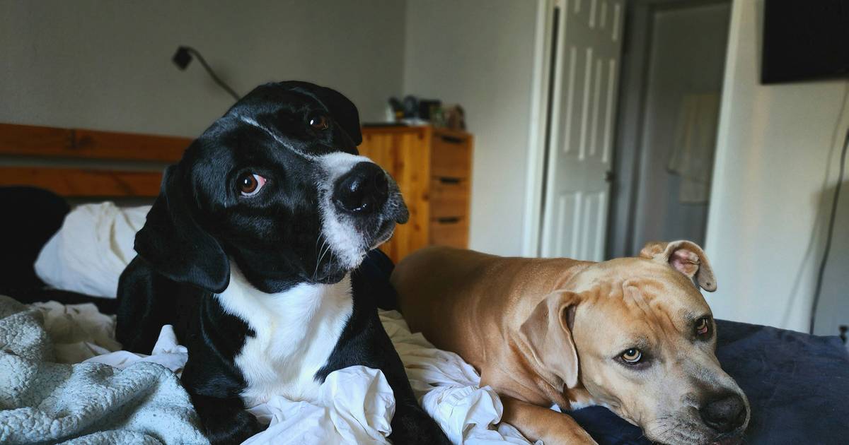 Tylko dwa zwierzęta w lokalu. Absurdalny zapis spółdzielni mieszkaniowej