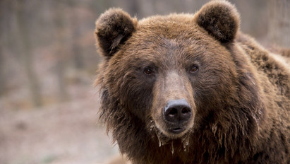 Barna medve tombolt Japán utcáin, több embert megsebesített, végül vadászok állították meg – videó