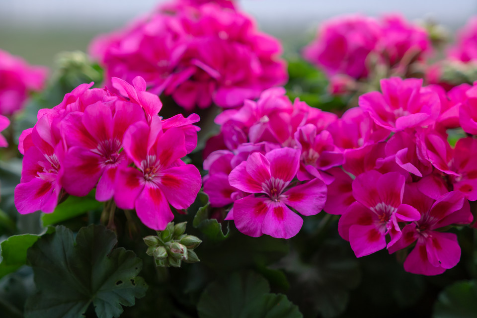 Pelargonia szorstka (zwana również geranium lub anginką)