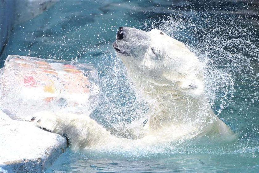 Ursus maritimus, niedźwiedź polarny, miś polarny