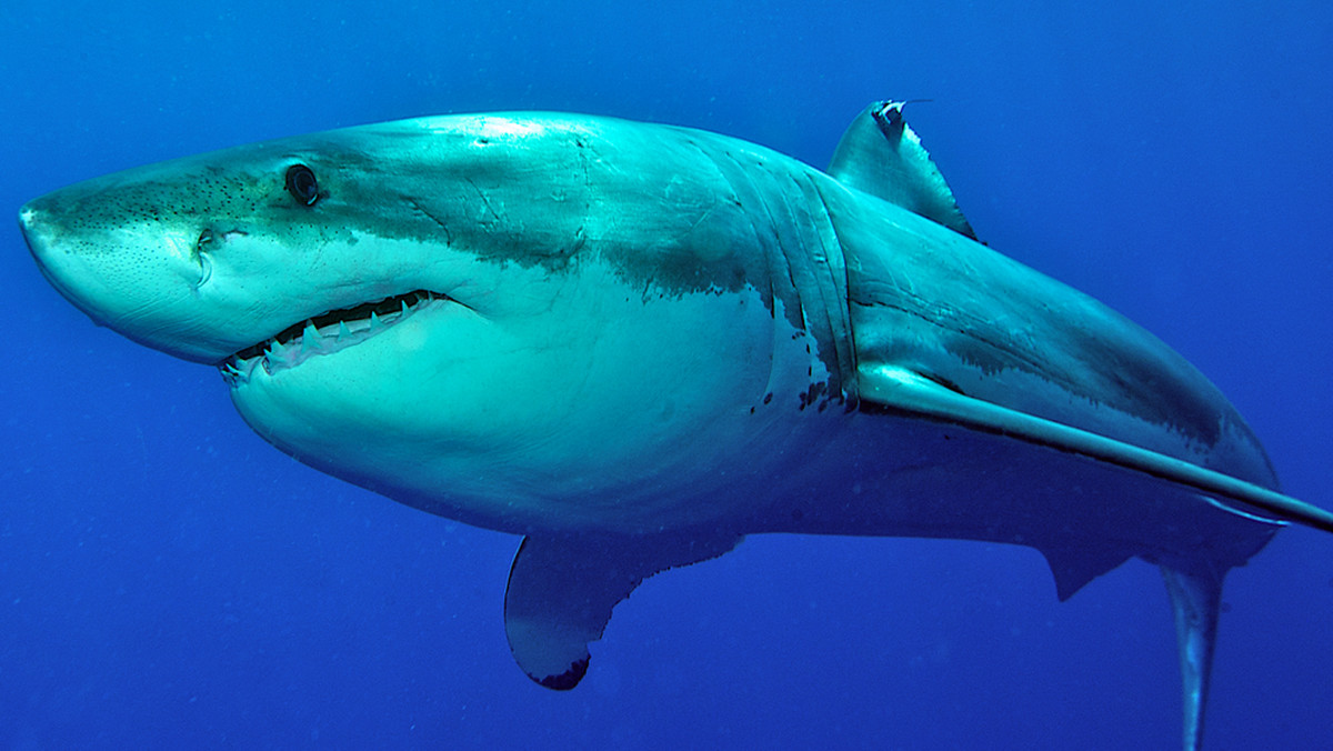 W pobliżu hiszpańskiej Majorki pierwszy raz od 40 lat zauważono żarłacza białego. Ostatni raz rekina zwanego też żarłaczem ludojadem zaobserwowano w tym miejscu w 1976 roku.
