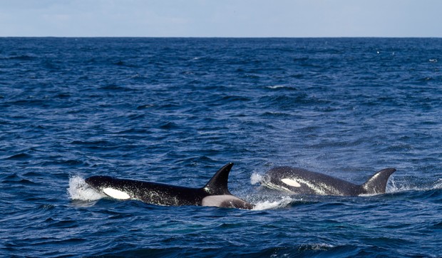 Orka