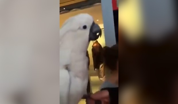 YT_papagaj_koji_laje_vesti_blic_safe