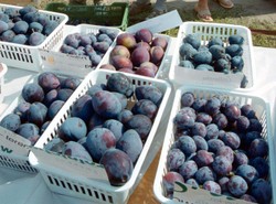 Śliwki i brzoskwinie niszczą raka piersi