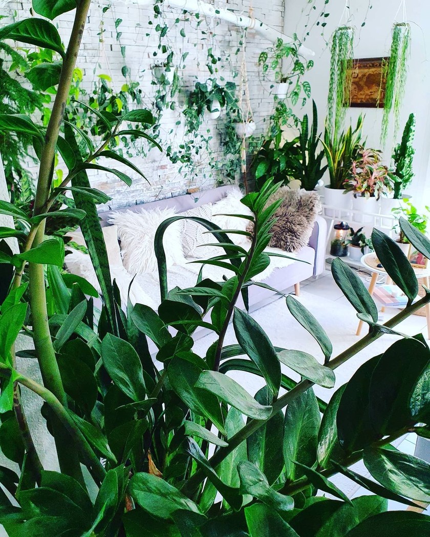 De combien de temps la «plantfluenceuse» a-t-elle besoin pour arroser?