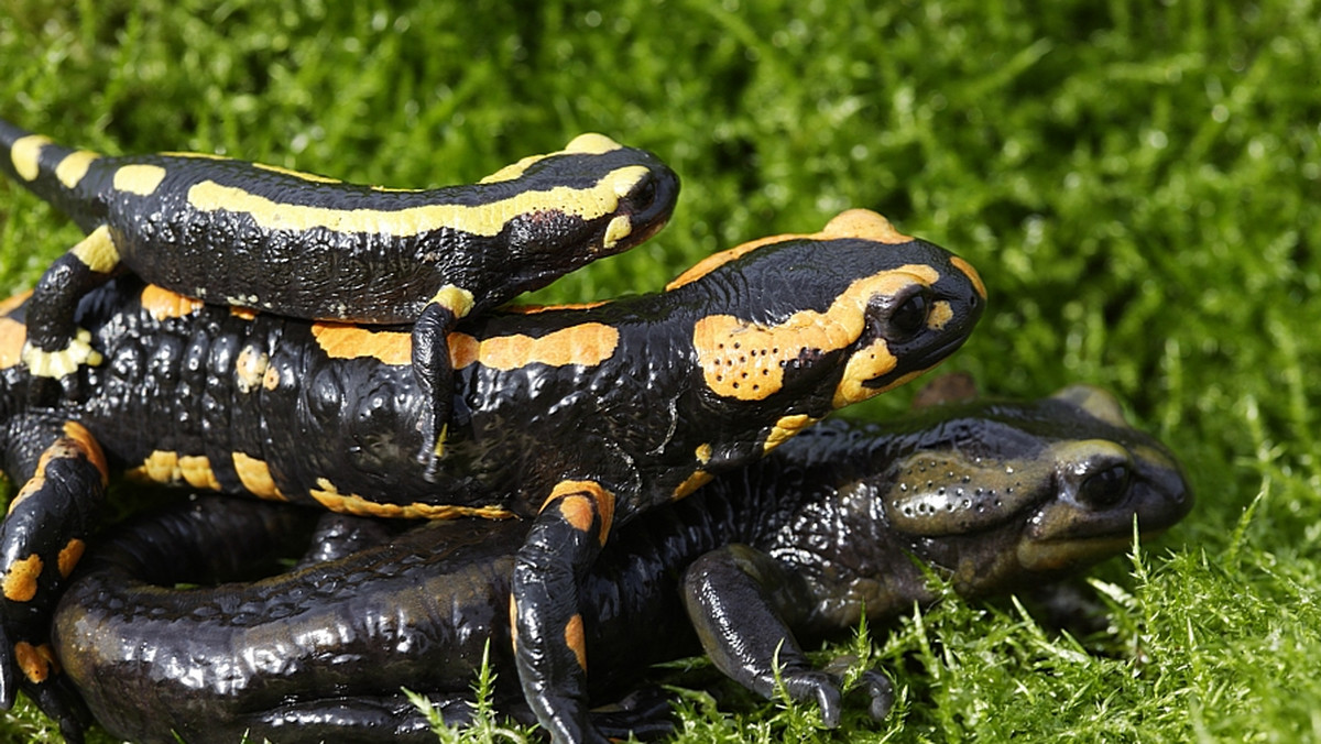 Salamandry plamiste, jedyne w Polsce płazy, których okres godowy przypada na początek jesieni, można - ze względu na ich wzmożoną aktywność - bez trudu spotkać w Bieszczadach i Beskidzie Niskim.