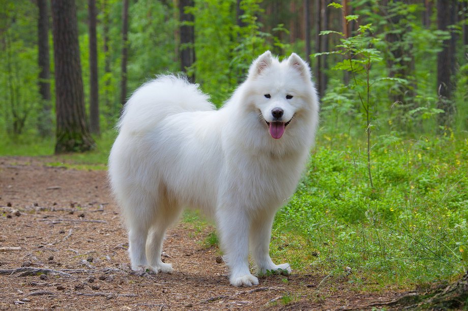 Samojed