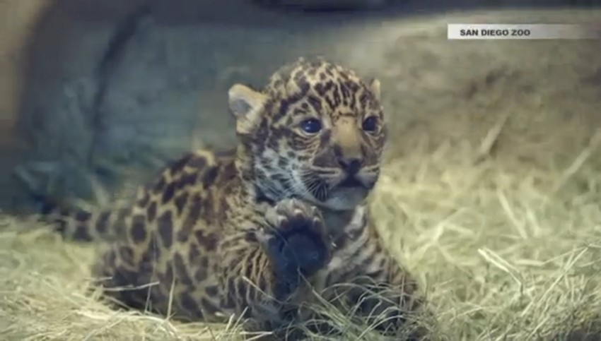 Njegove prve korake ispratile su hiljade ljudi na internetu Snimak malog januara, koji je najnovija prinova u zoološkom vrtu u San Dijegu raširio se neverovatnom brzinom društvenim mrežama.