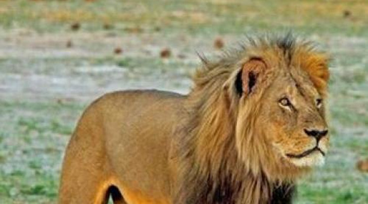 Aljas módon megölte és megnyúzta a világhírű oroszlánt a fogorvos