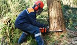 Przerażające znalezisko w pniu drzewa. Drwale oniemieli