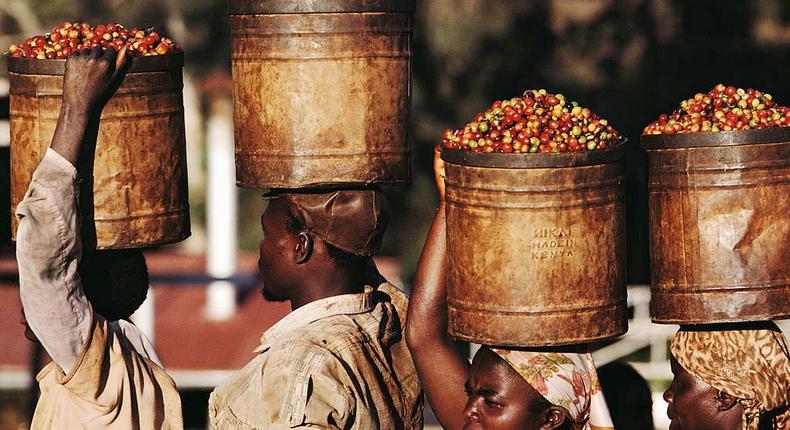 Kenya, women carrying buckets of coffee beans on heads. (Photo by Christopher Pillitz/Getty Images)