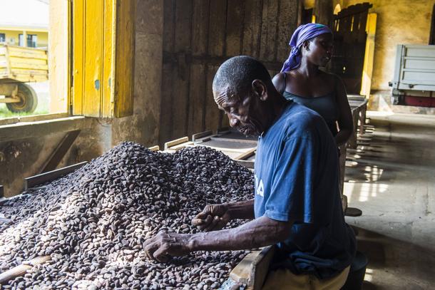 Przebieranie ziaren kakaowca na plantacji Roca Aguaize na wyspie Świętego Tomasza