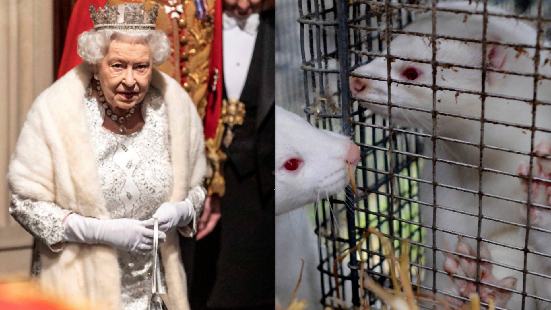 Kráľovná Alžbeta II. sa už nechce podieľať na utrpení, končí s kožušinami