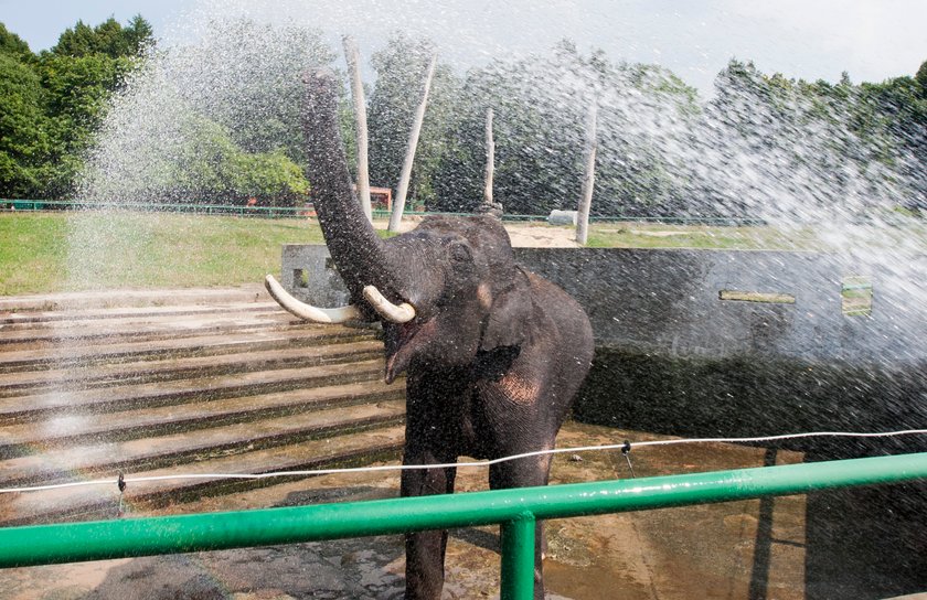 Sjesta w śląskim zoo