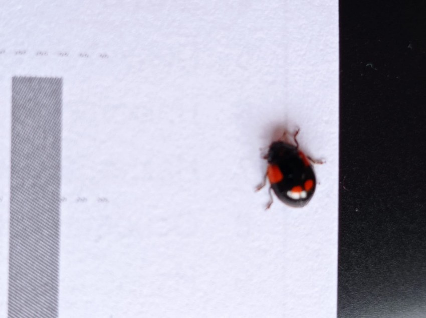 Ova bubamara je crna sa crvenim tufnama, suprotno od naše